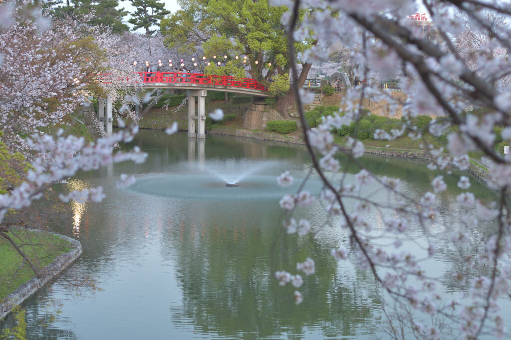 岡崎城公園の夜桜写真
