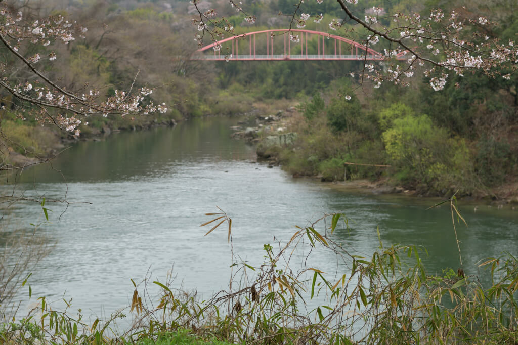 平戸橋公園の桜写真