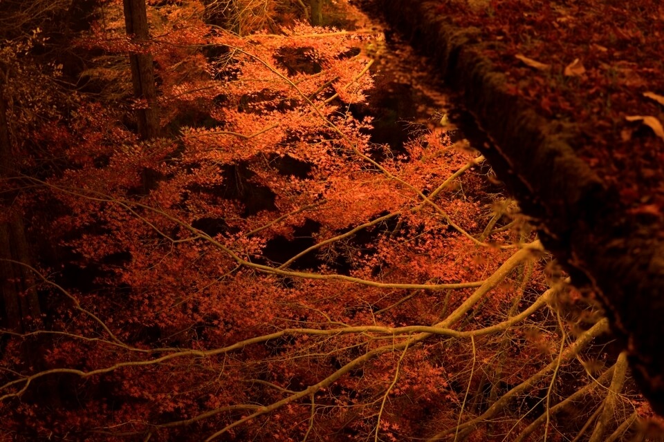 曽木公園の紅葉ライトアップ夜景写真