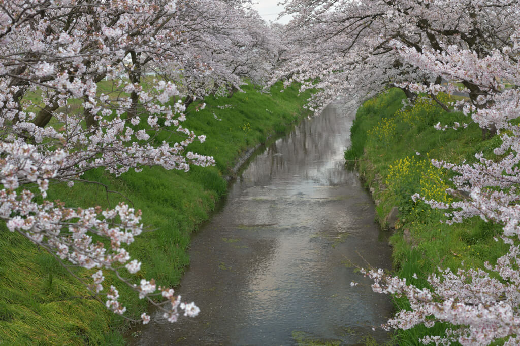 杭瀬川・中島橋の桜写真