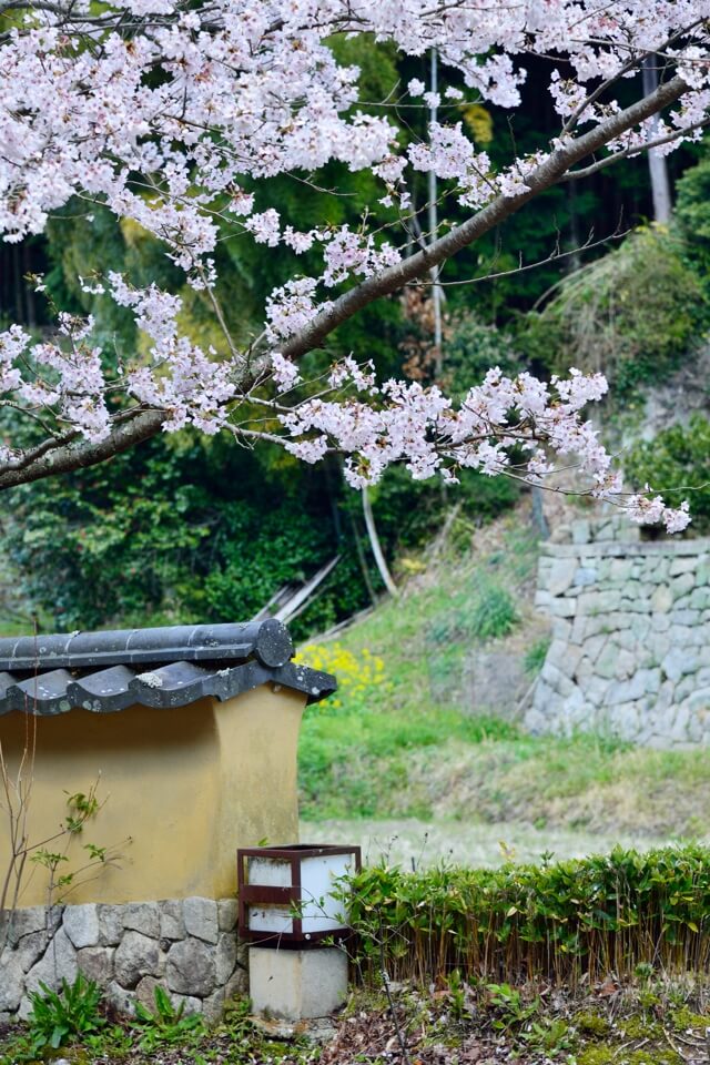 松平郷・高月院の桜写真