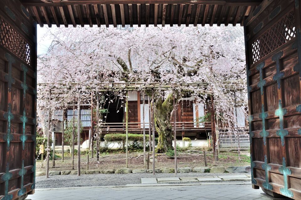 毘沙門堂の桜写真