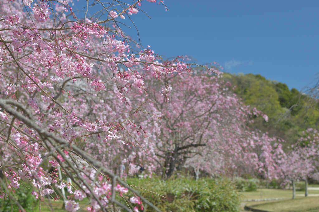 水源公園の桜並木写真