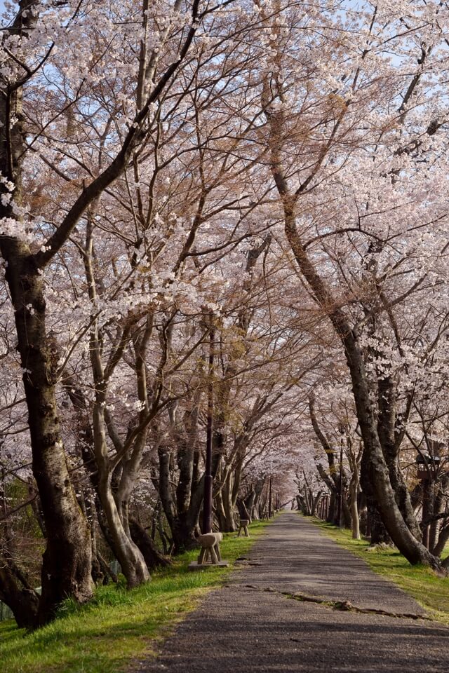 水源公園の桜写真