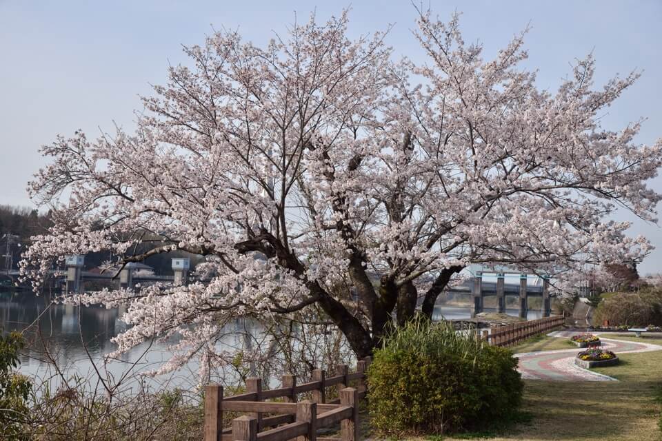 水源公園の桜写真