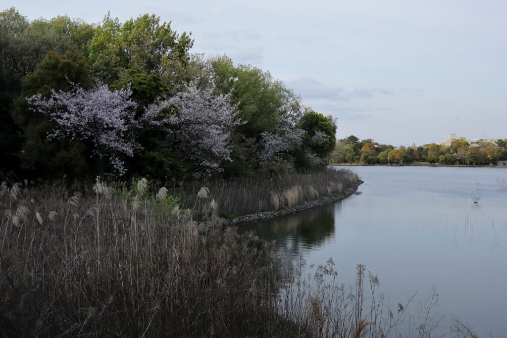 洲原池公園の桜写真
