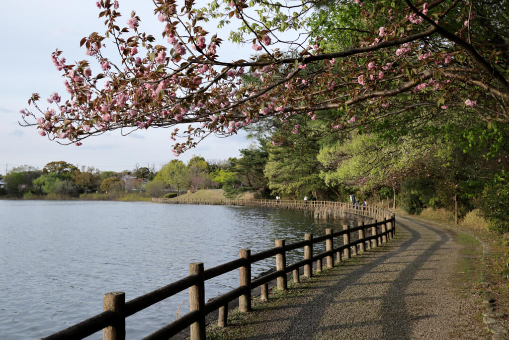 洲原池公園の桜写真