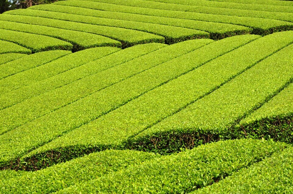 牧之原の茶畑写真