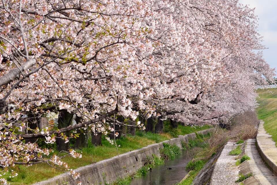 矢作川の桜並木写真