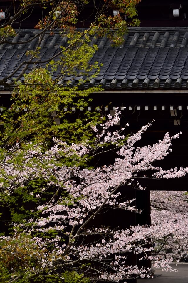 知恩院三門の桜写真