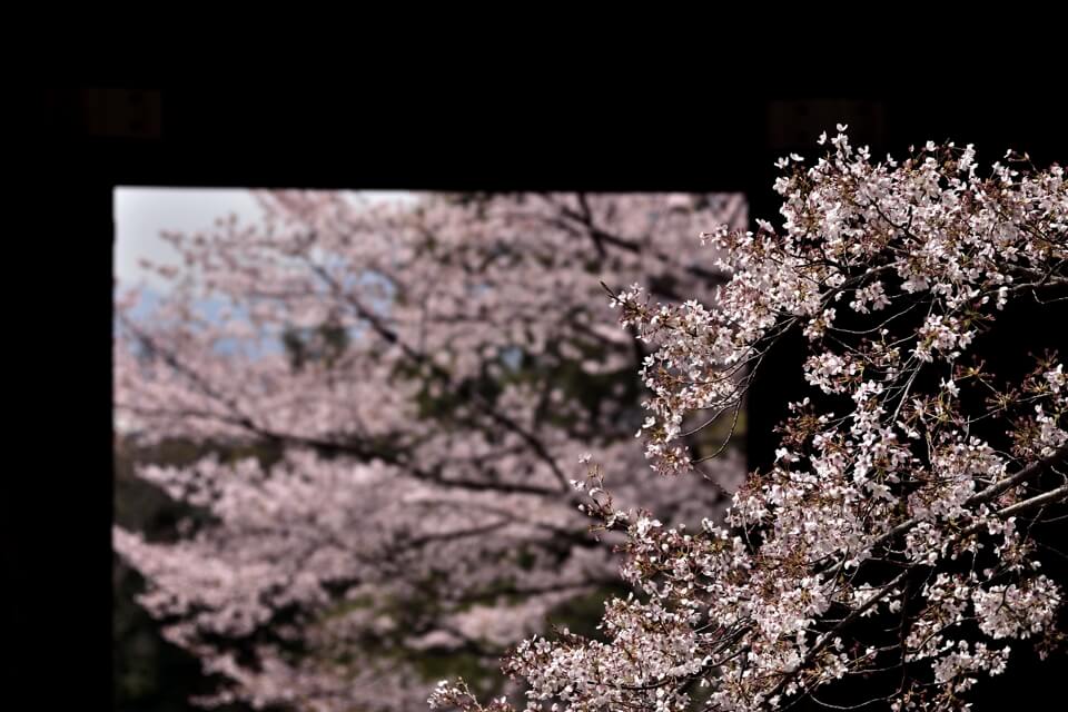 知恩院三門の桜写真