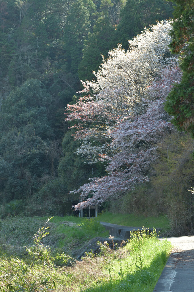 虎渓山永保寺の桜写真