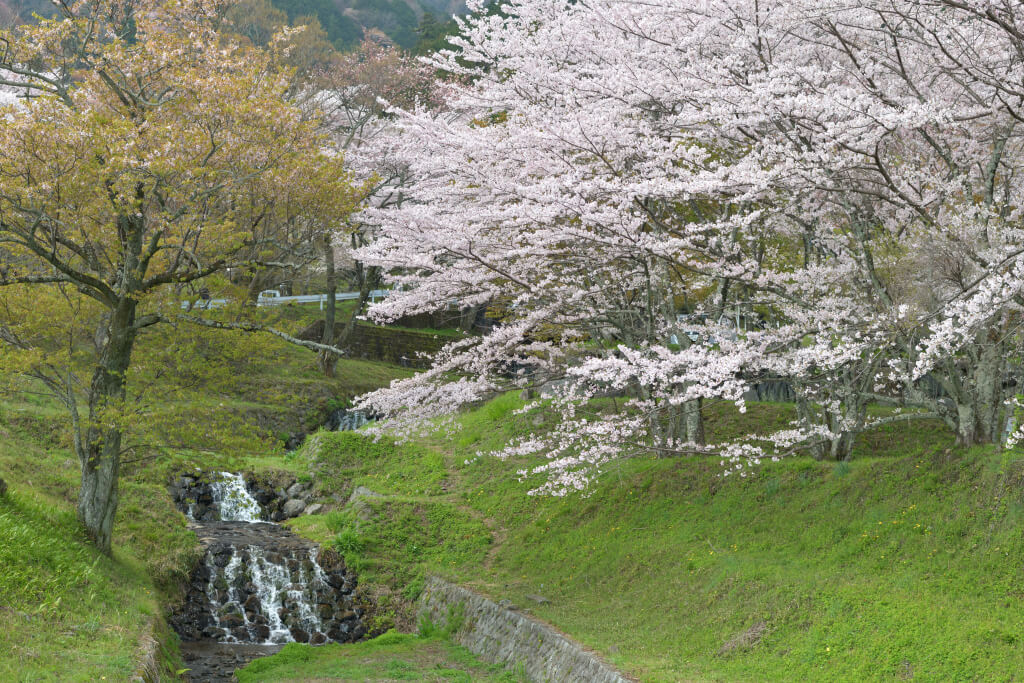 霞間ヶ渓公園の桜写真