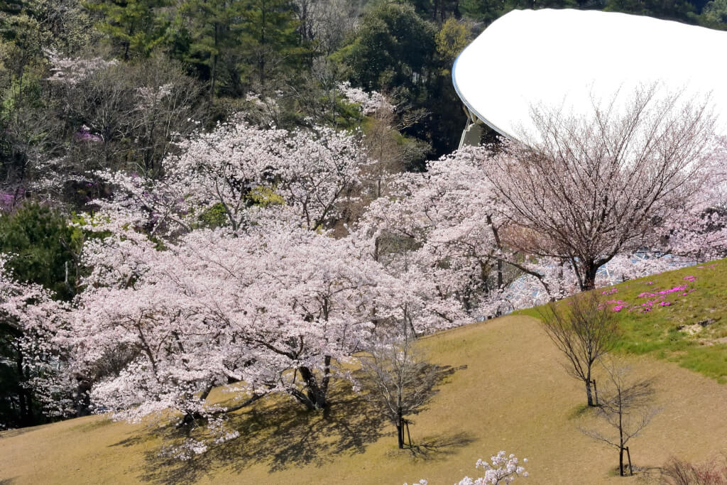 鞍ヶ池公園の桜写真