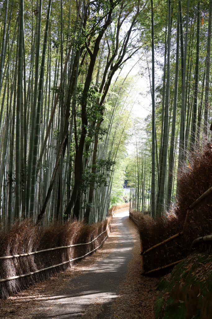 嵐山竹林の小径写真