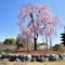 東寺の桜写真