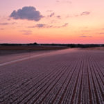 綿花コットン畑の写真北米南部