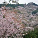 吉野山千本桜の写真