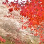 小原四季桜の写真、紅葉・サクラ