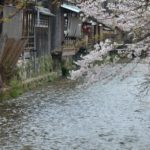 祇園白川の桜写真