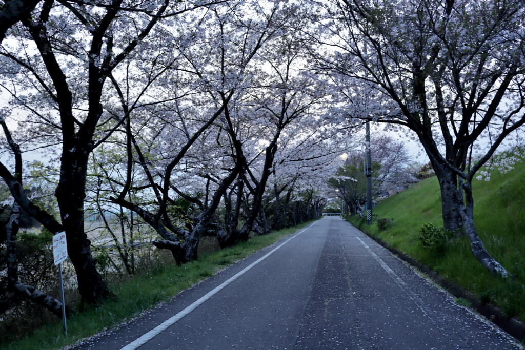 三好池の桜が散る写真