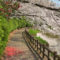 亀城公園の桜写真