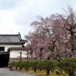 二条城の桜写真