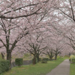 水無瀬川緑道の桜写真