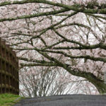 鞍ヶ池公園の桜写真