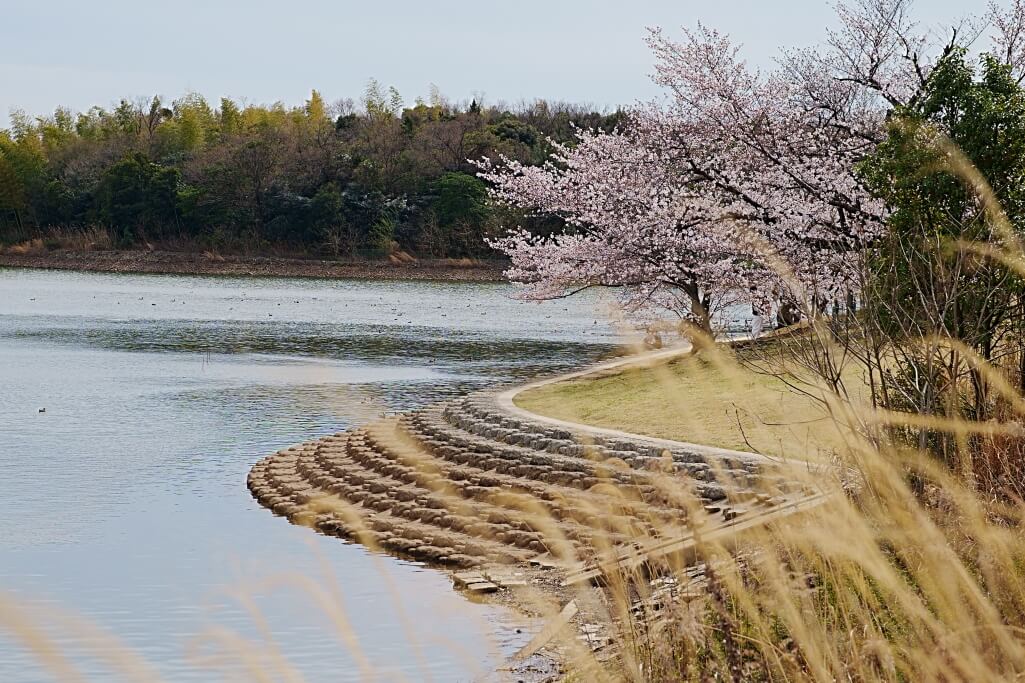 洲原池公園の桜