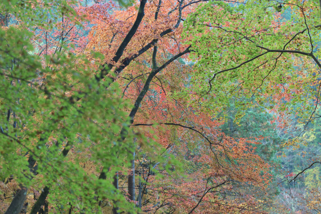 香嵐渓紅葉写真撮影