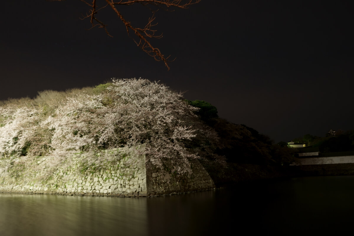 彦根城 いろは松の夜桜写真 井伊直政の譜代大名最高格式の城郭 ケンボックス 高品質な詩的日記
