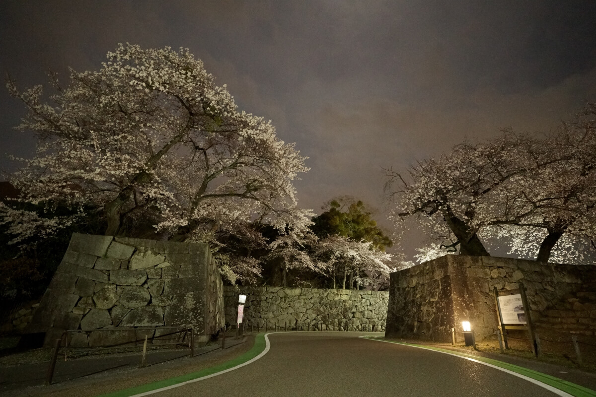 彦根城 いろは松の夜桜写真 井伊直政の譜代大名最高格式の城郭 ケンボックス 高品質な詩的日記