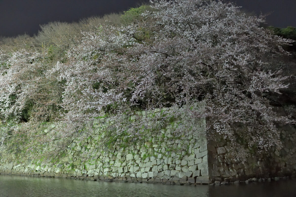 いろは松の夜桜写真