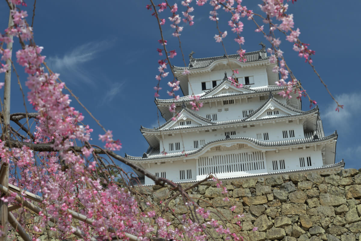 姫路城の桜写真