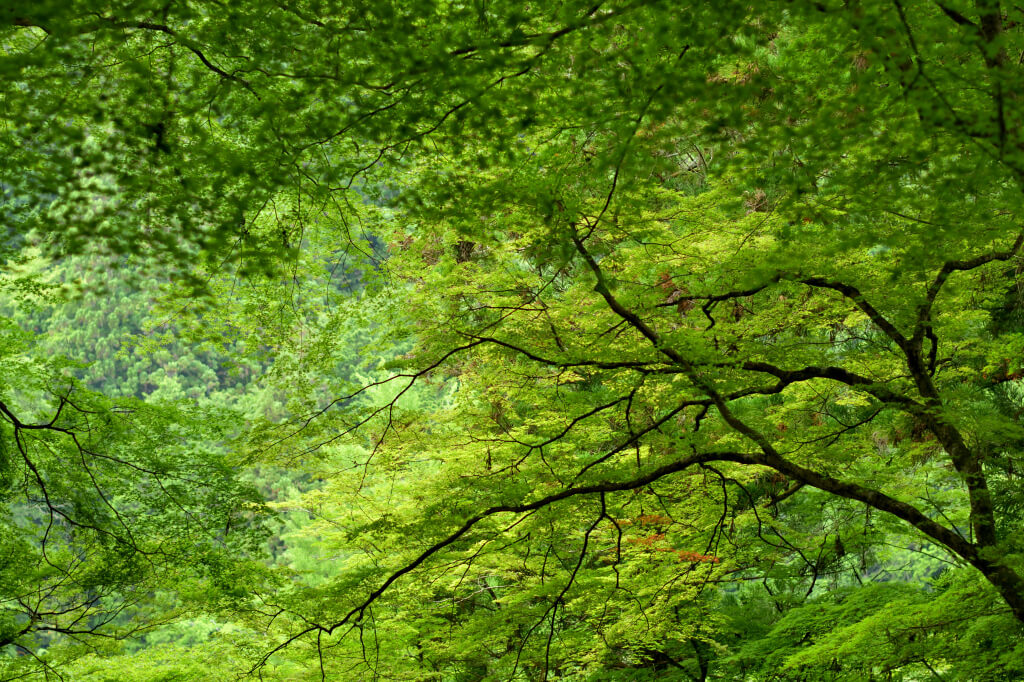 新緑の香嵐渓