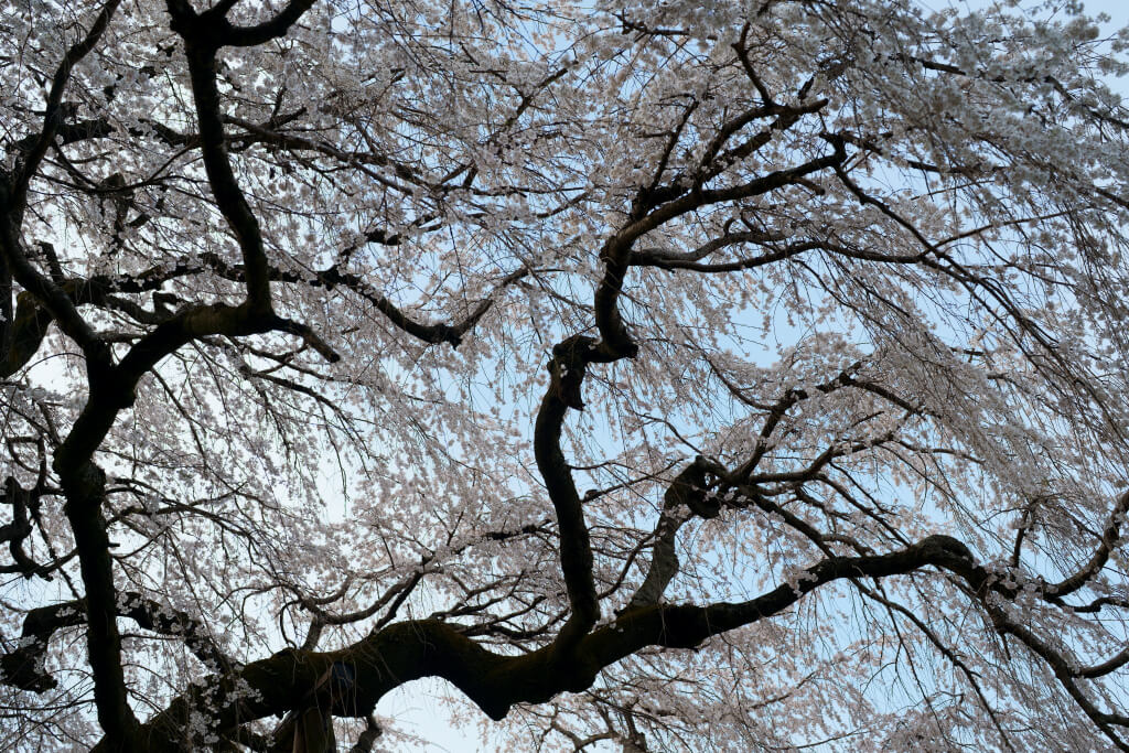 奥山田枝垂桜の写真