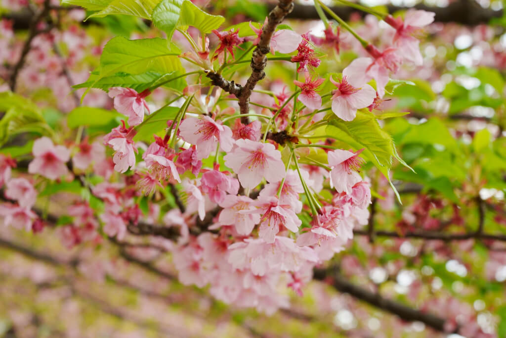 葵桜の写真
