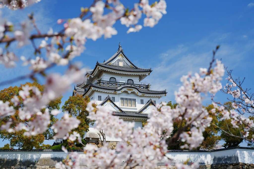 岸和田城の桜写真