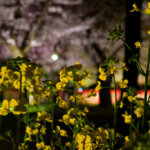 平野神社の夜桜写真
