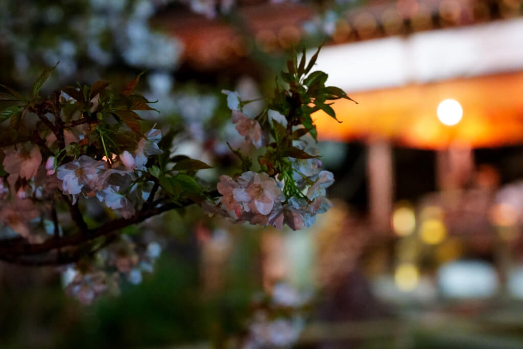 平野神社の夜桜写真