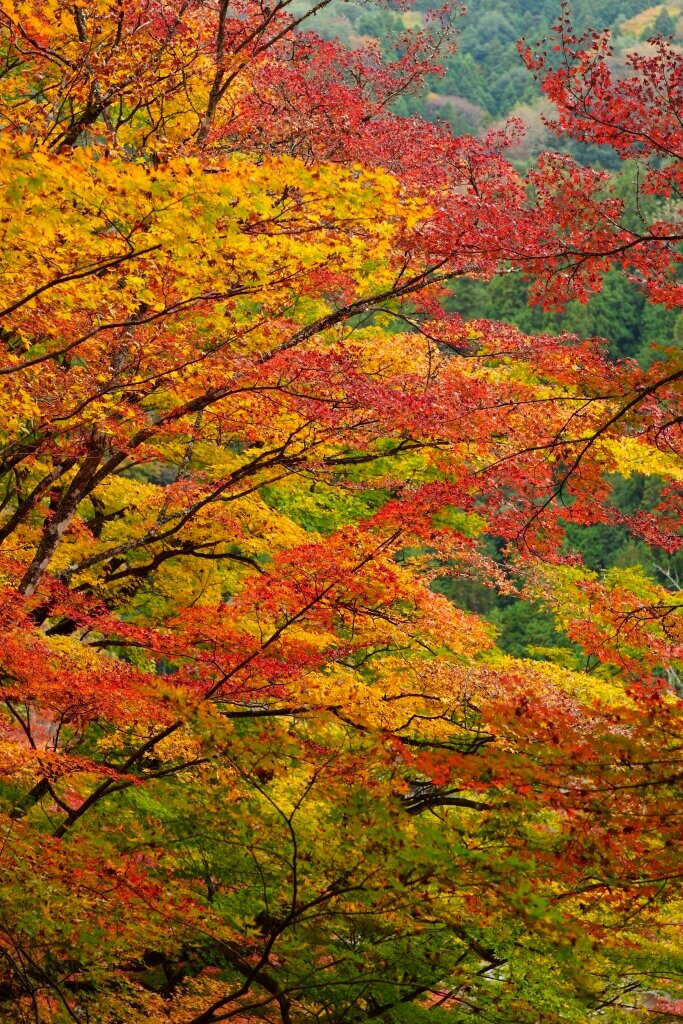 香嵐渓の紅葉色づかい